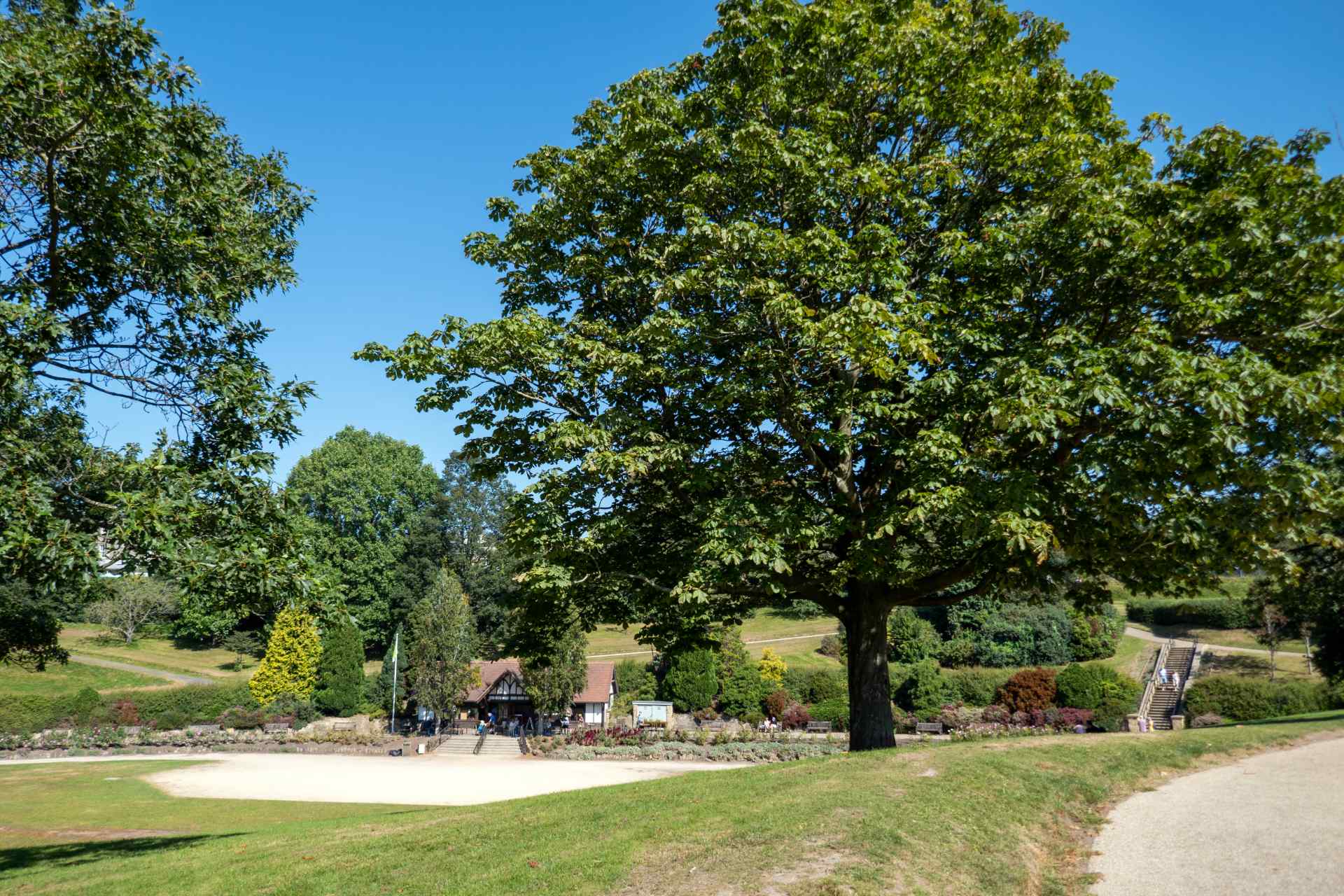 A large tree in Calverley Park