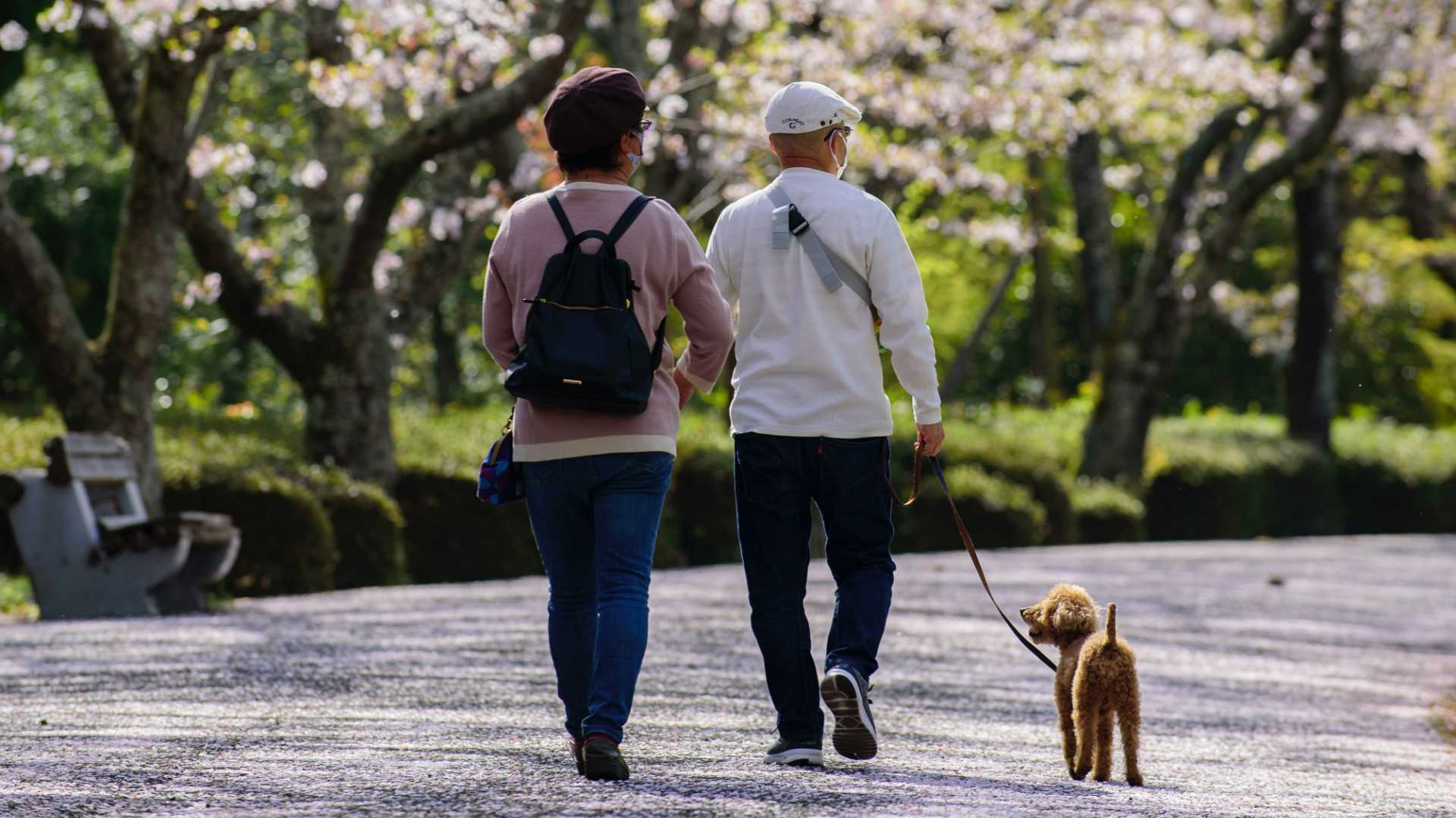 A couple walking through a park with a dog