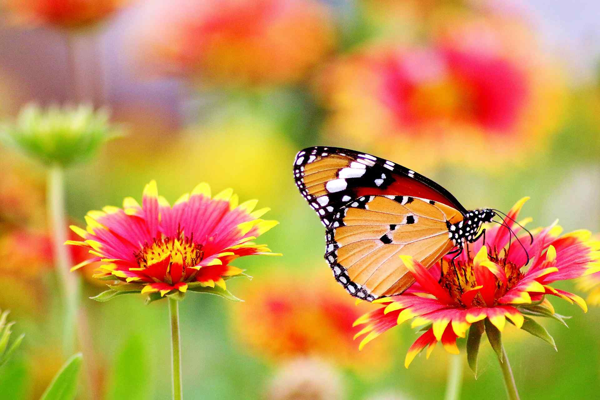 A orange butterfly on a red flower