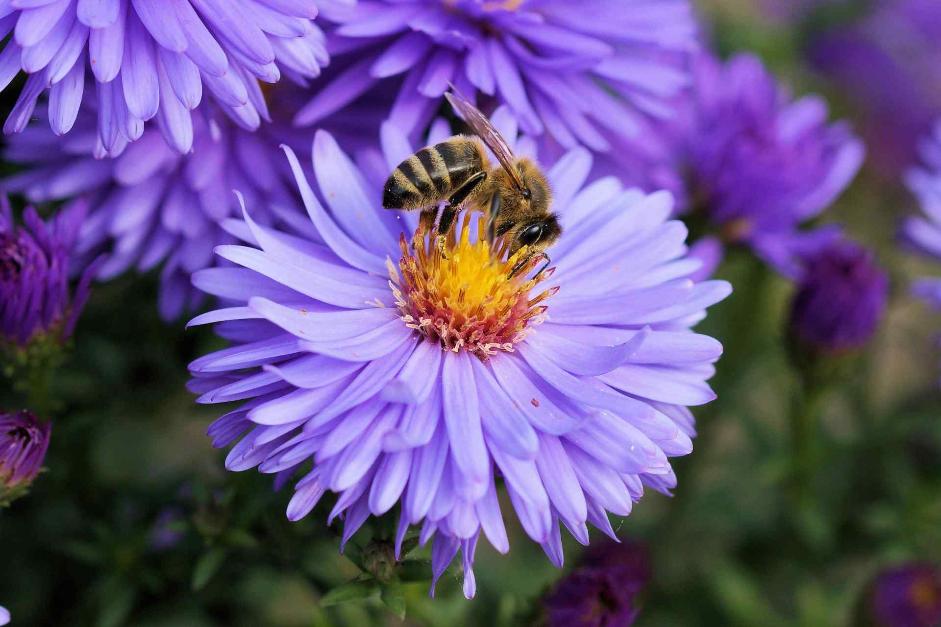 A bumblebee on a purple flowers