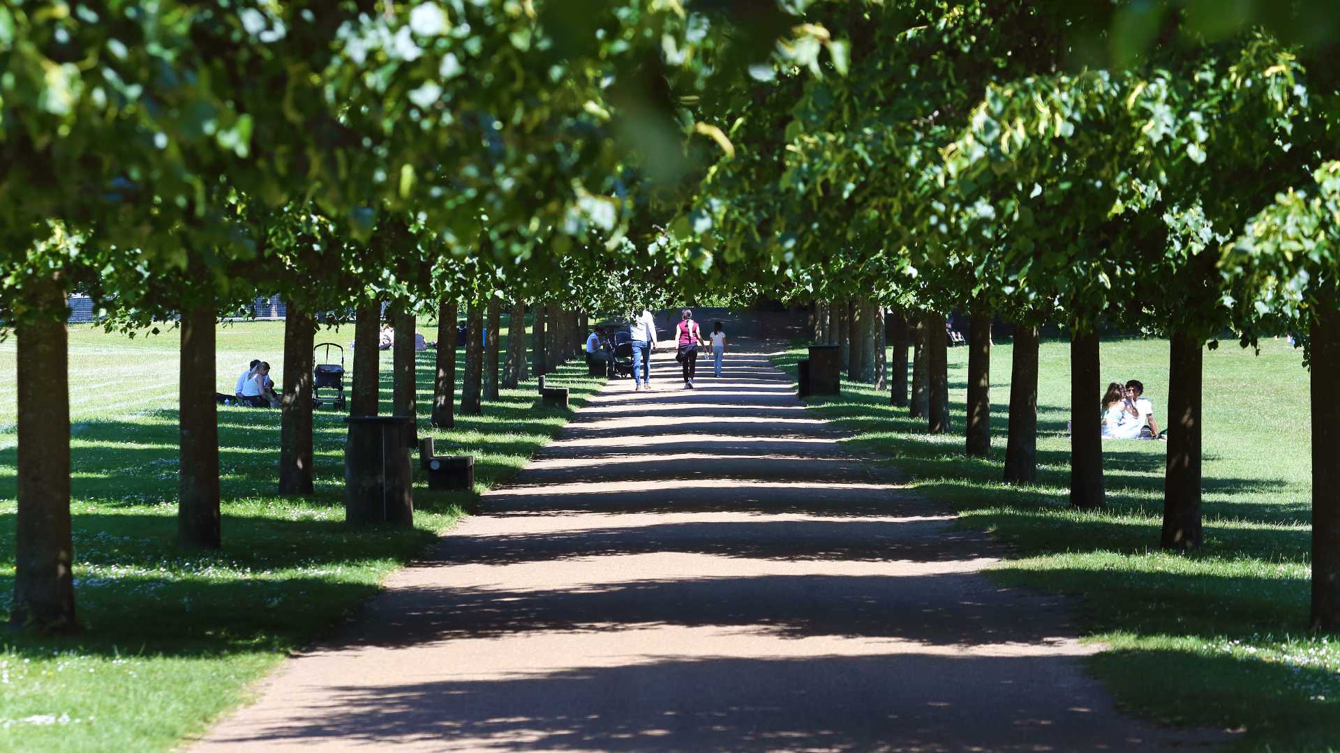 A green park with trees
