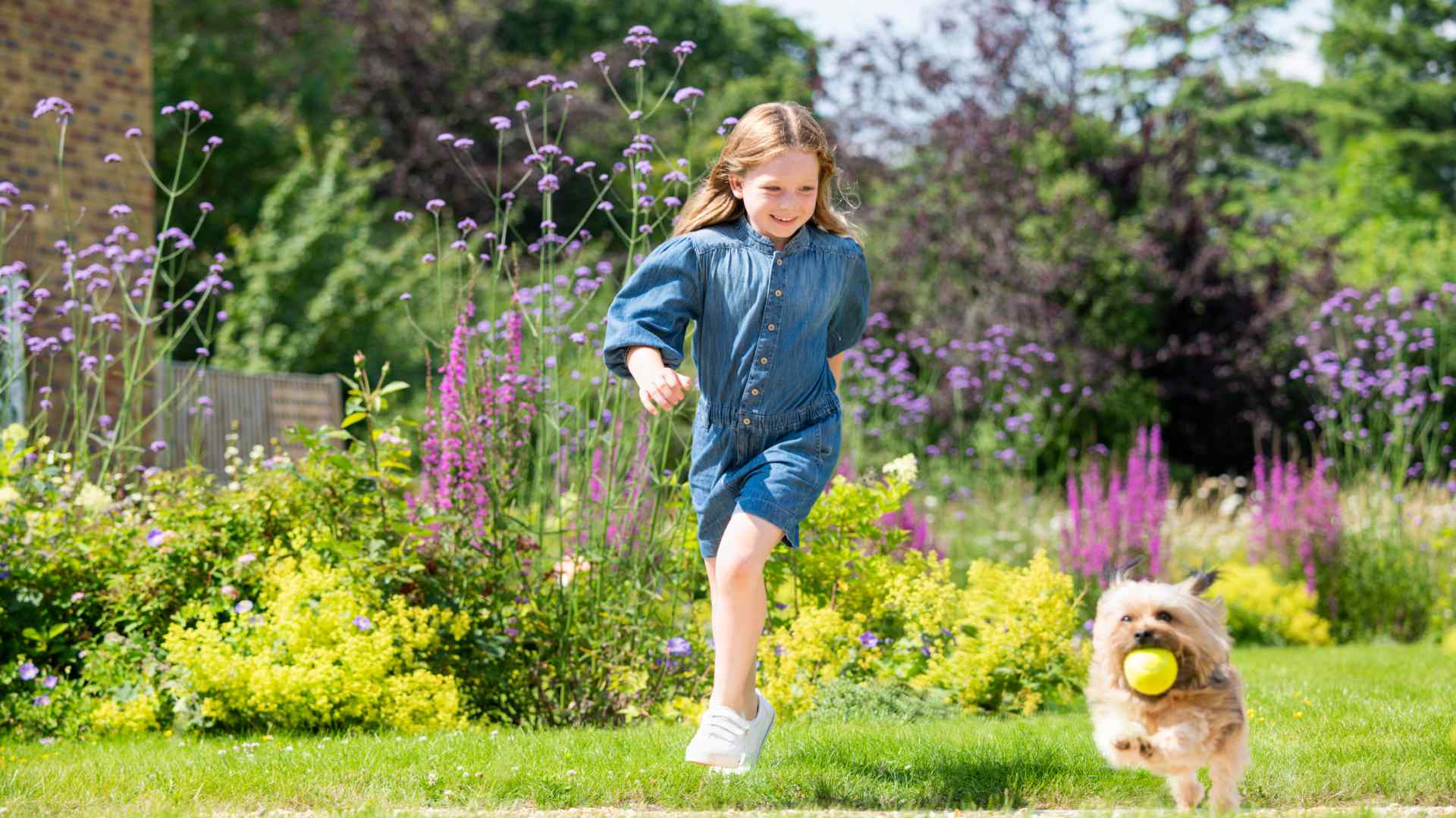 A young girl chasing a small dog with a tennis ball in its mouth