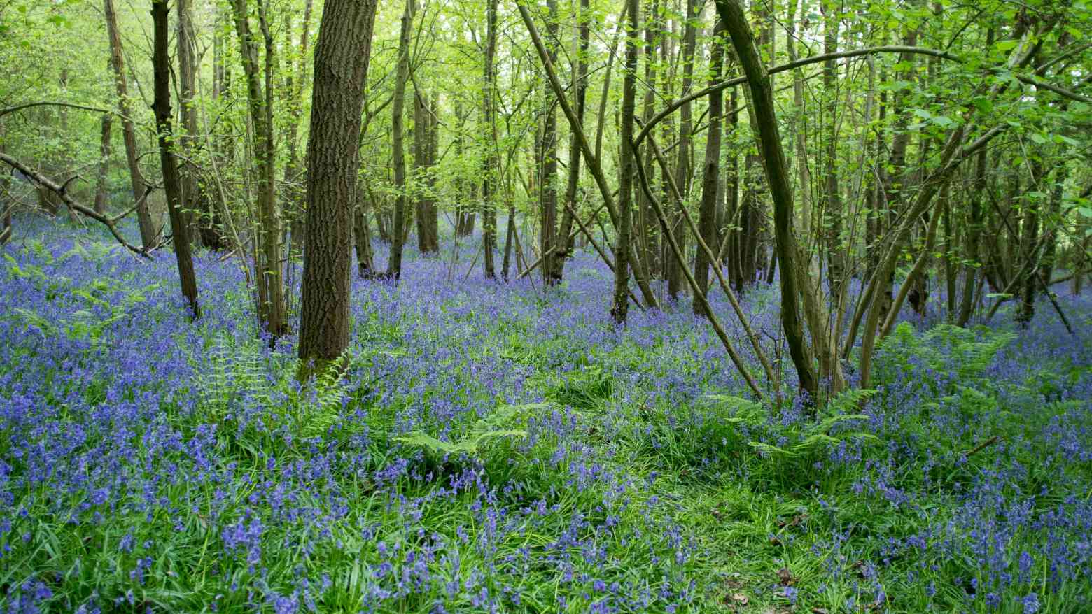 Some woods in Berkshire with purple flowers