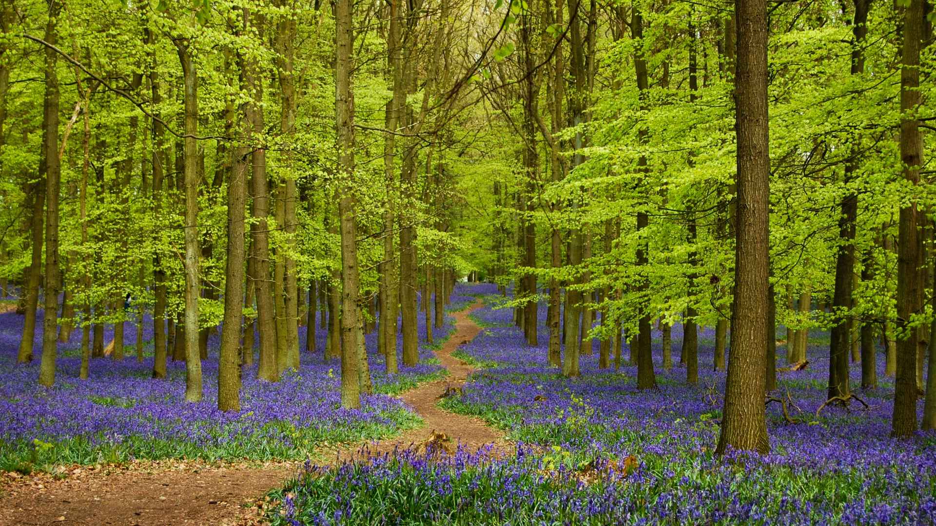 The bluebells at Ashridge Estate