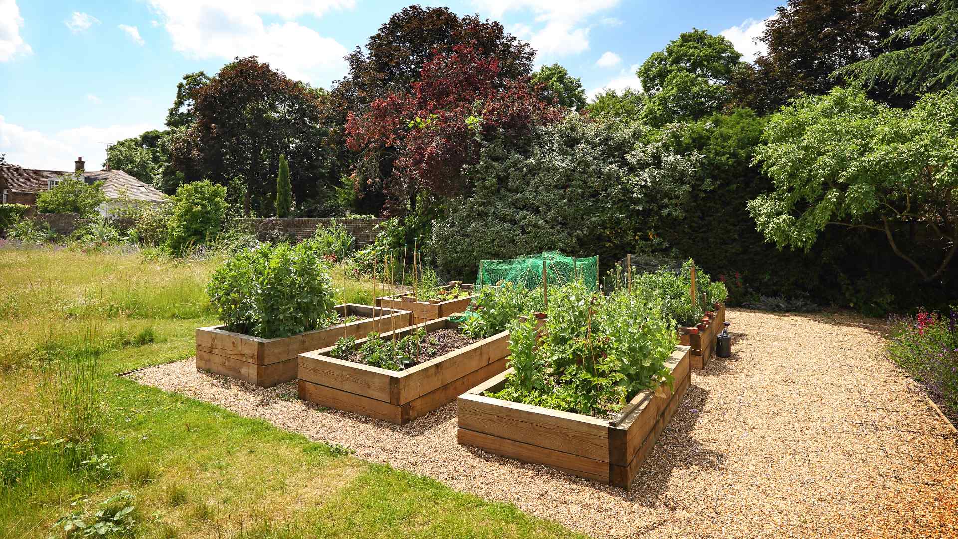Raised beds with allotment plantings