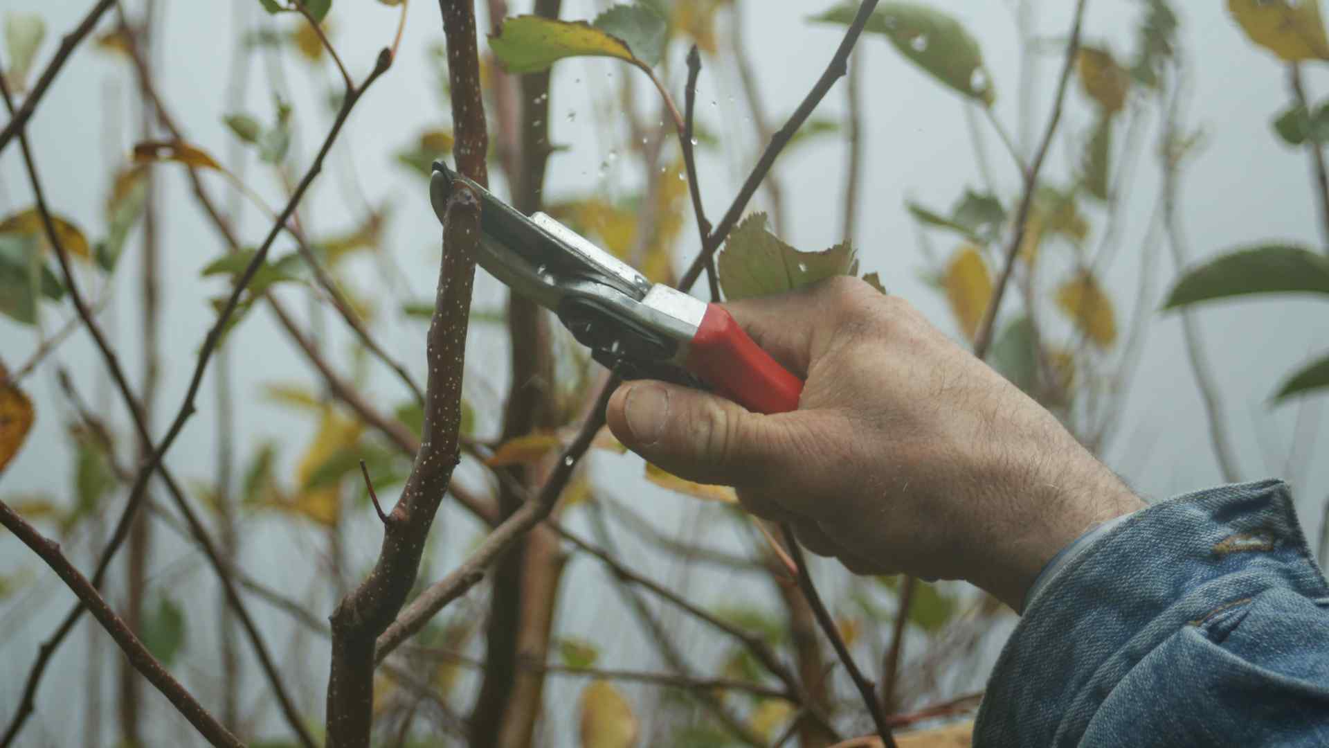 Pruning plants in a garden