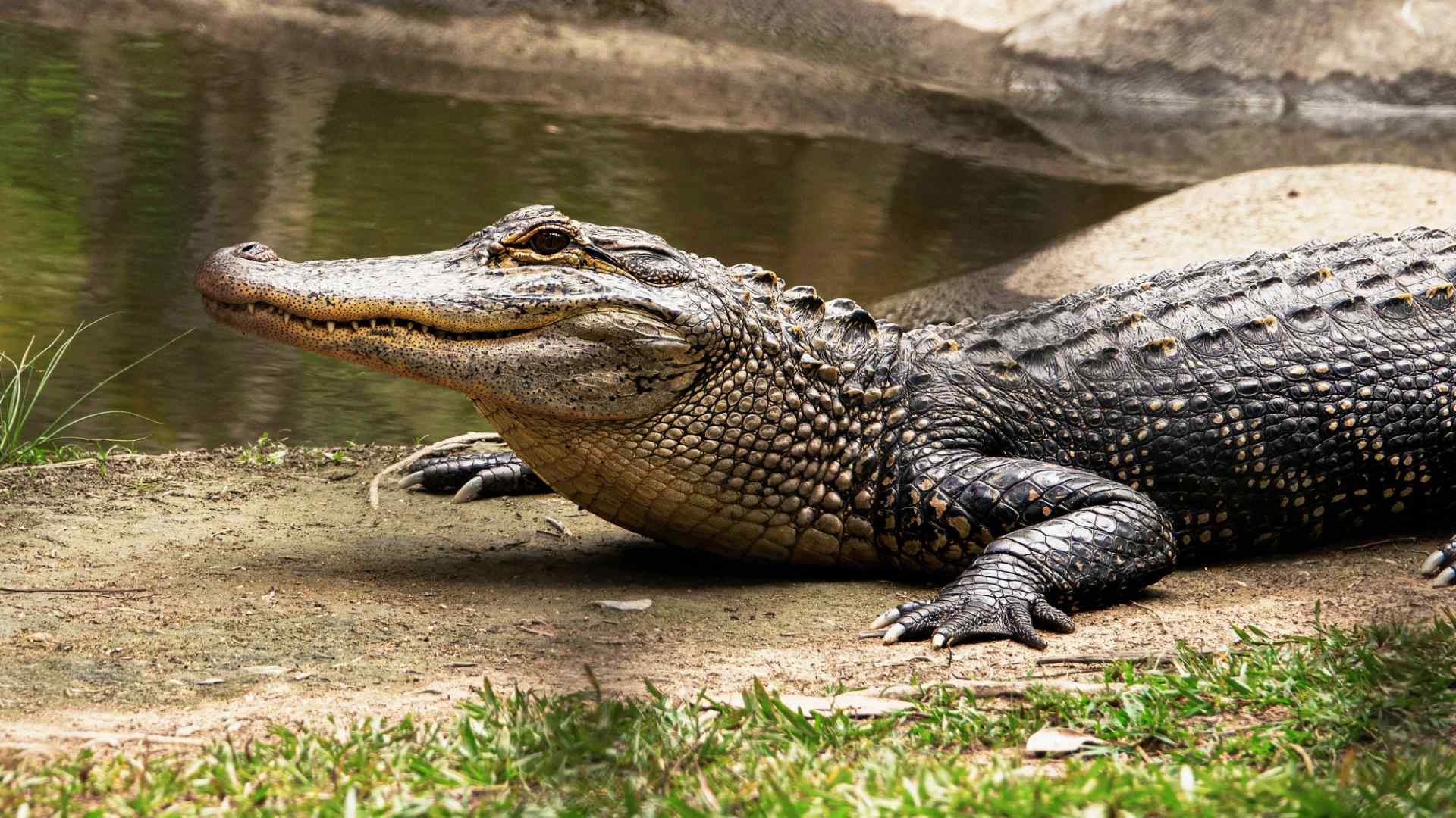 Crocodile at Crocodiles of the World, Witney