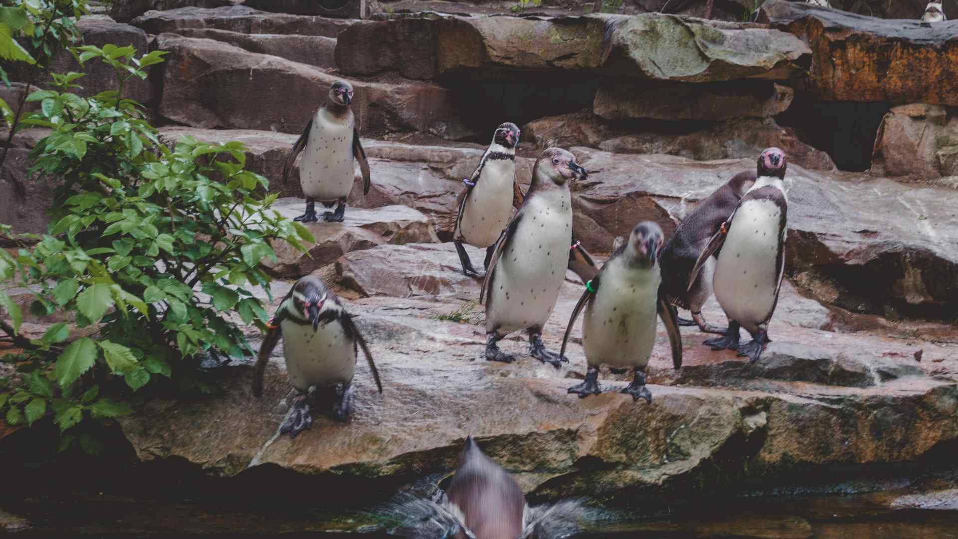 Scones with cream and jam