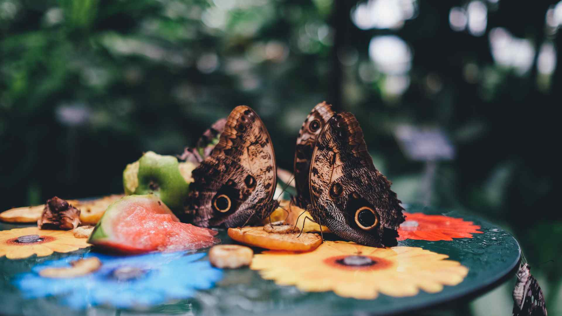 A close up of a butterfly