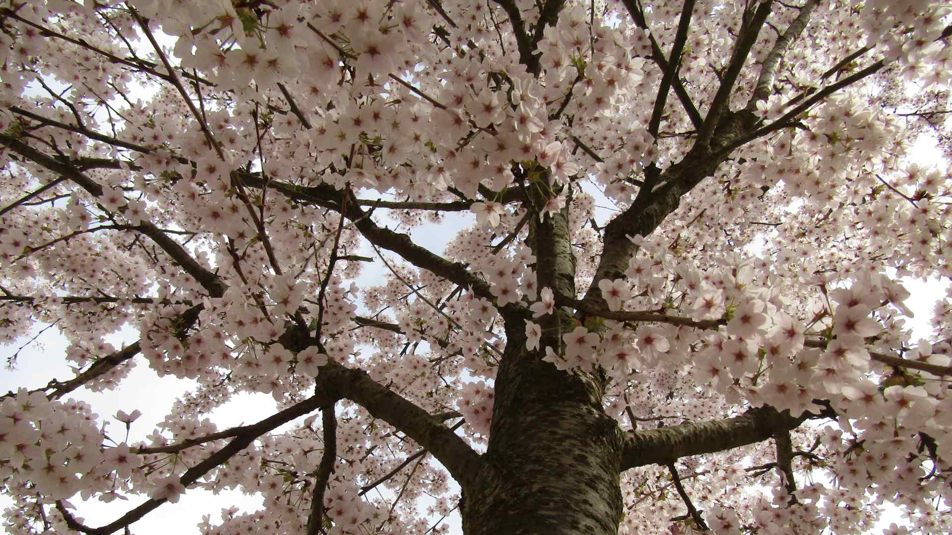 A blossoming tree in a garden