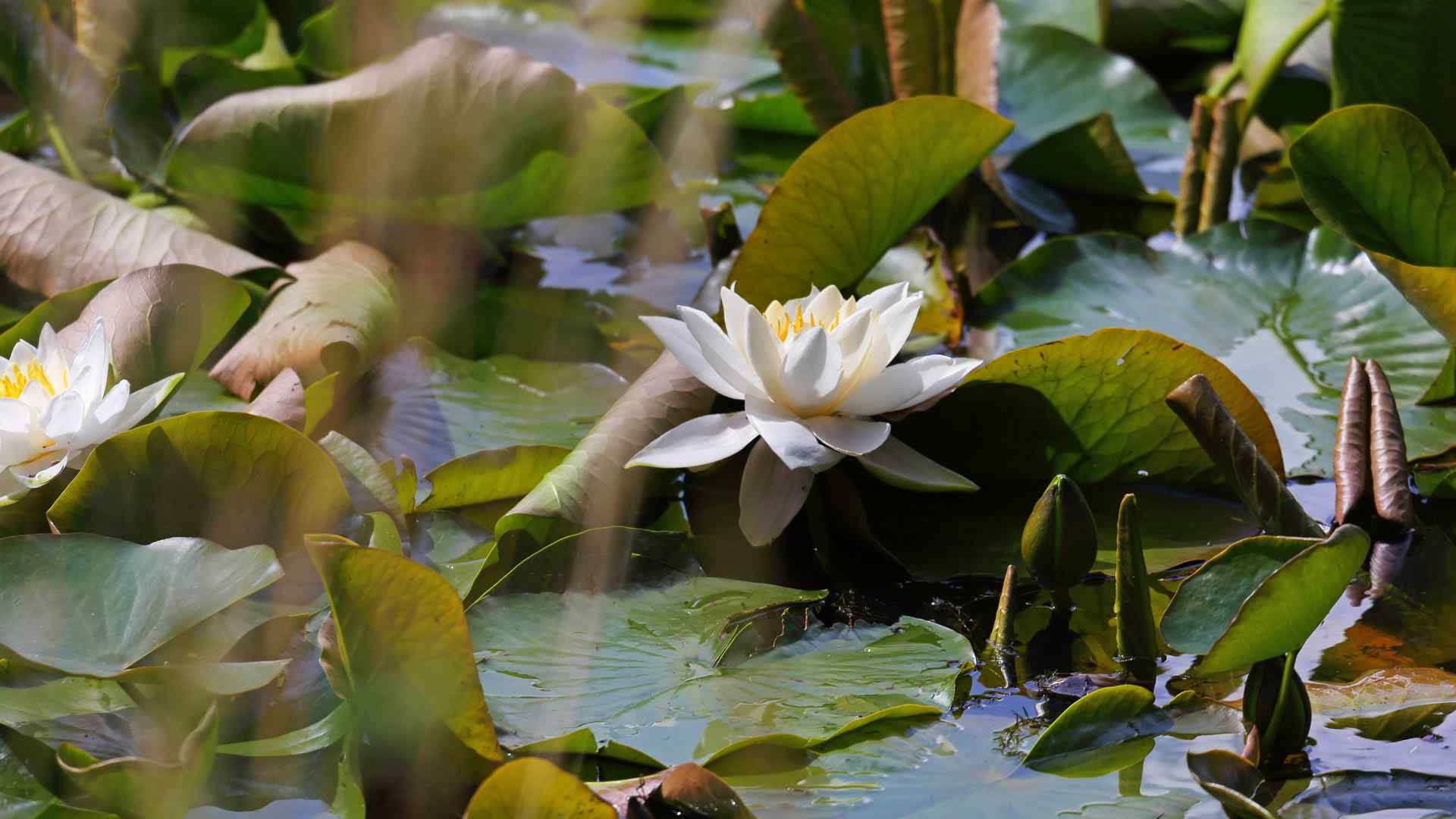 A close up of a waterlily