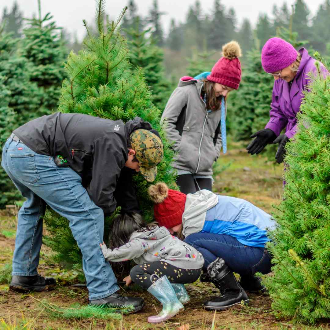 A family at a Christmas tree farm