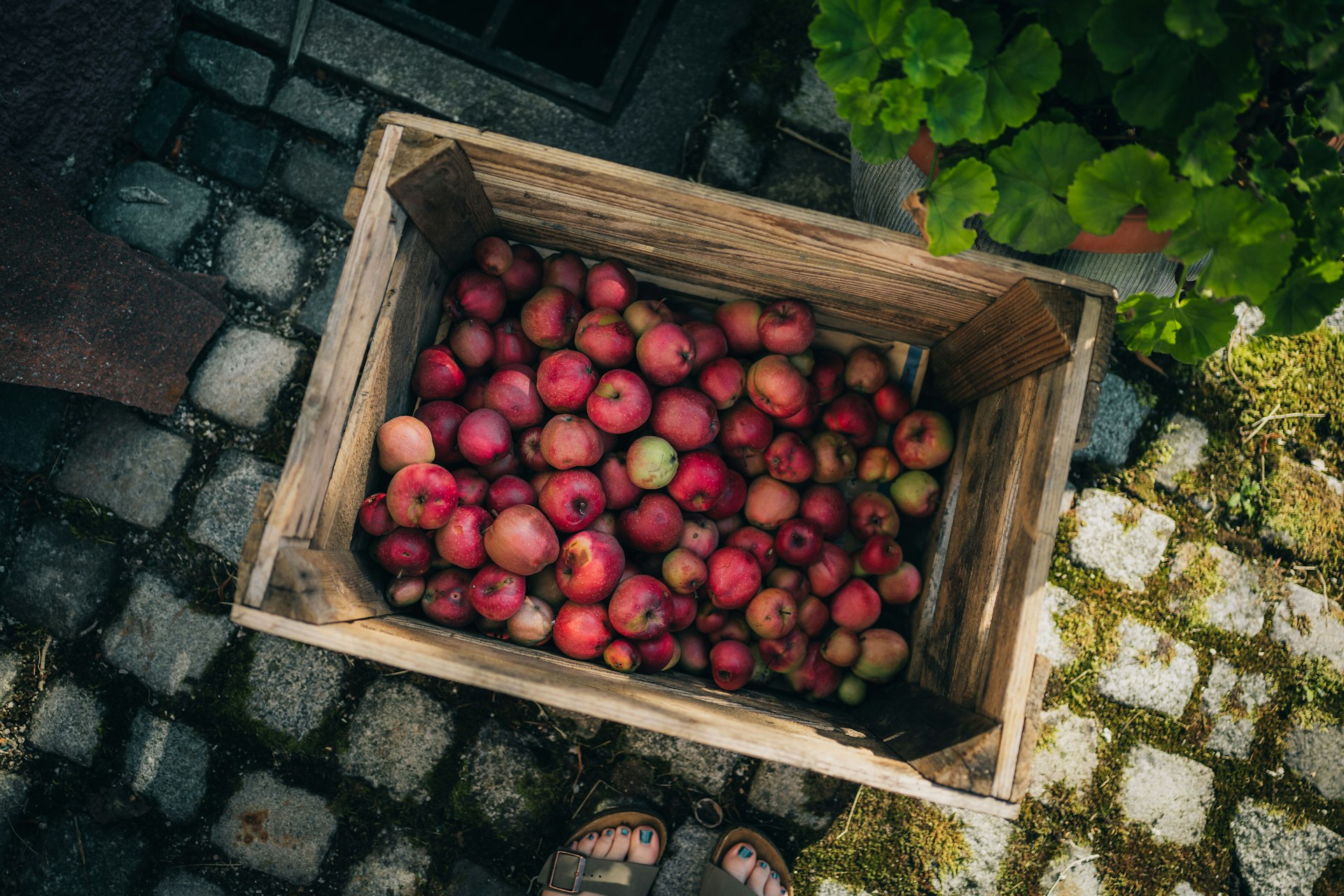 Fresh red apples in a wooden crate
